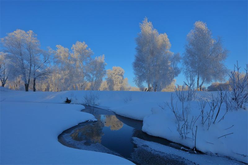 Xinjiang : un magnifique paysage de givre appara?t dans le Parc forestier national de la forêt de Baihua à Habahe
