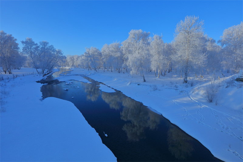 Xinjiang : un magnifique paysage de givre appara?t dans le Parc forestier national de la forêt de Baihua à Habahe