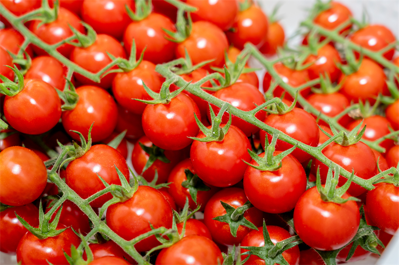 Jiangsu : la construction d'une agriculture écologique intelligente à Zhangjiagang