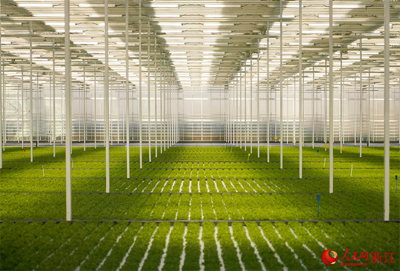 Zhejiang : à Jiaxing, l'agriculture intelligente assure la fourniture de ? paniers de légumes ? bio