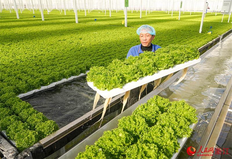 Zhejiang : à Jiaxing, l'agriculture intelligente assure la fourniture de ? paniers de légumes ? bio