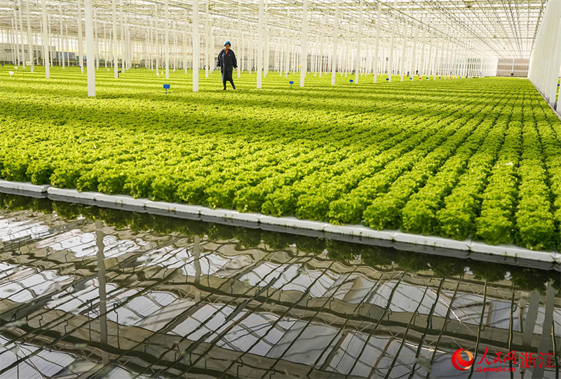 Zhejiang : à Jiaxing, l'agriculture intelligente assure la fourniture de ? paniers de légumes ? bio