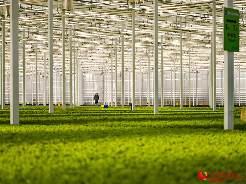 Zhejiang : à Jiaxing, l'agriculture intelligente assure la fourniture de ? paniers de légumes ? bio