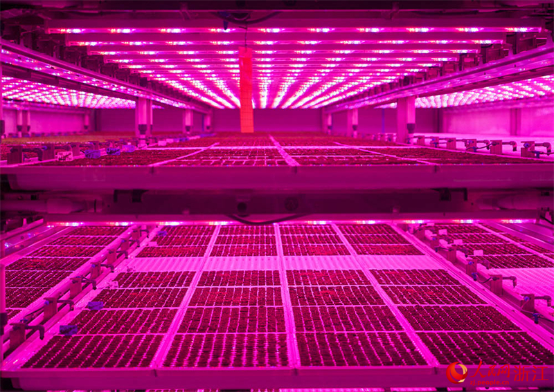 Zhejiang : à Jiaxing, l'agriculture intelligente assure la fourniture de ? paniers de légumes ? bio