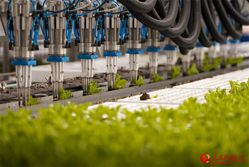 Zhejiang : à Jiaxing, l'agriculture intelligente assure la fourniture de ? paniers de légumes ? bio