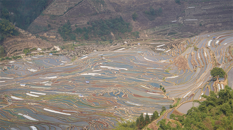 Yunnan : les magnifiques paysages des champs en terrasses verts de Hani au printemps