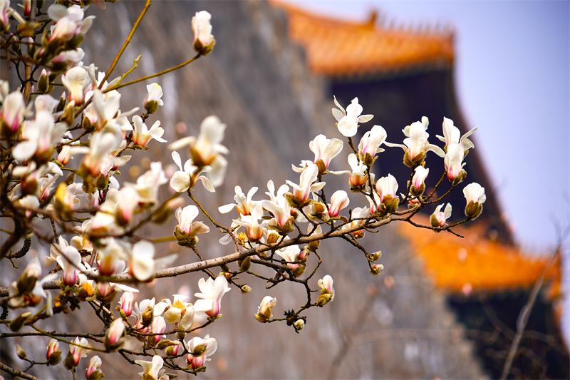 Beijing : les magnolias fleurissent à la porte Donghua de la Cité Interdite