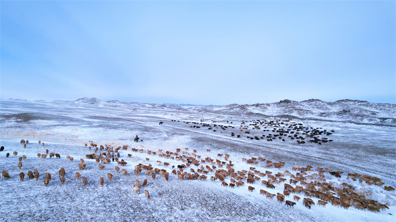 Xinjiang : les bergers d'Altay et leurs troupeaux en route vers les paturages de printemps