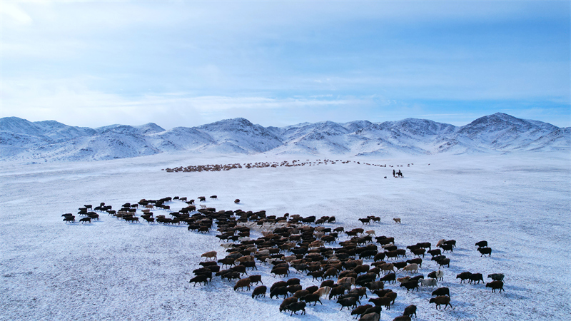 Xinjiang : les bergers d'Altay et leurs troupeaux en route vers les paturages de printemps