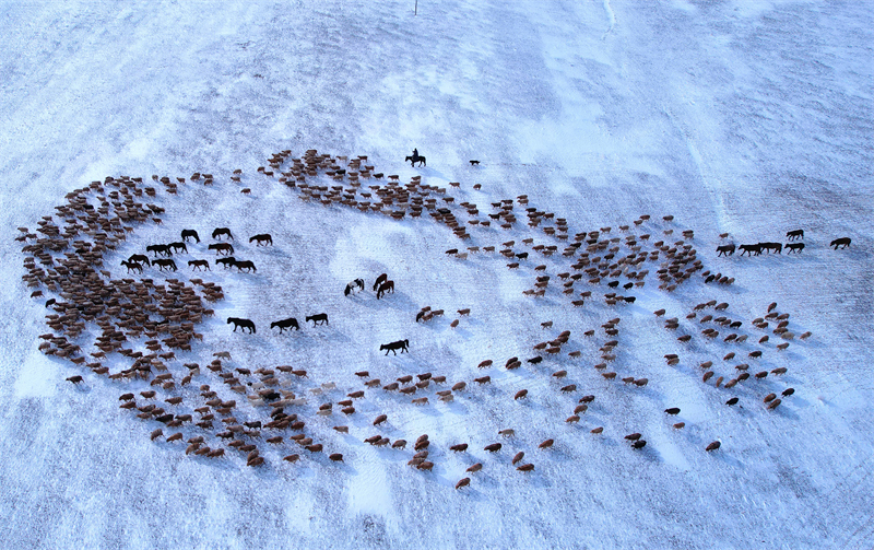 Xinjiang : les bergers d'Altay et leurs troupeaux en route vers les paturages de printemps