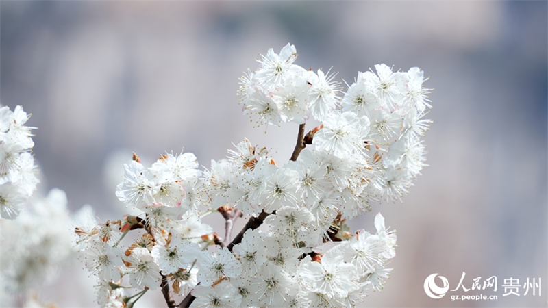 Guizhou : découvrez l'immense mer de cerisiers en fleurs de Qingzhen