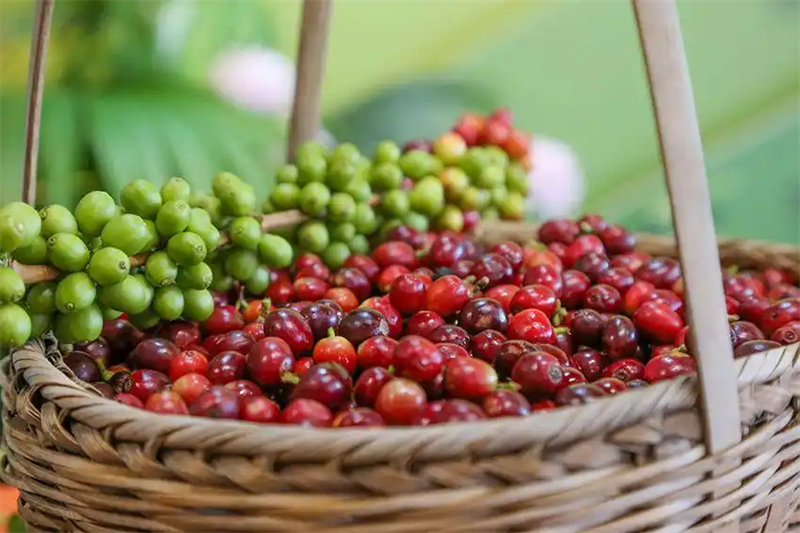 Pourquoi le café du Yunnan représente-t-il aussi la Chine ?