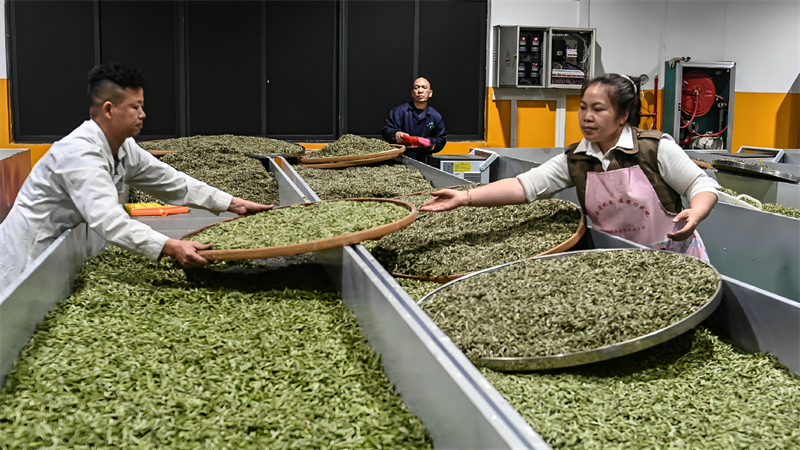 Guangxi : un aper?u de l'industrie du thé dans le comté autonome Dong de Sanjiang