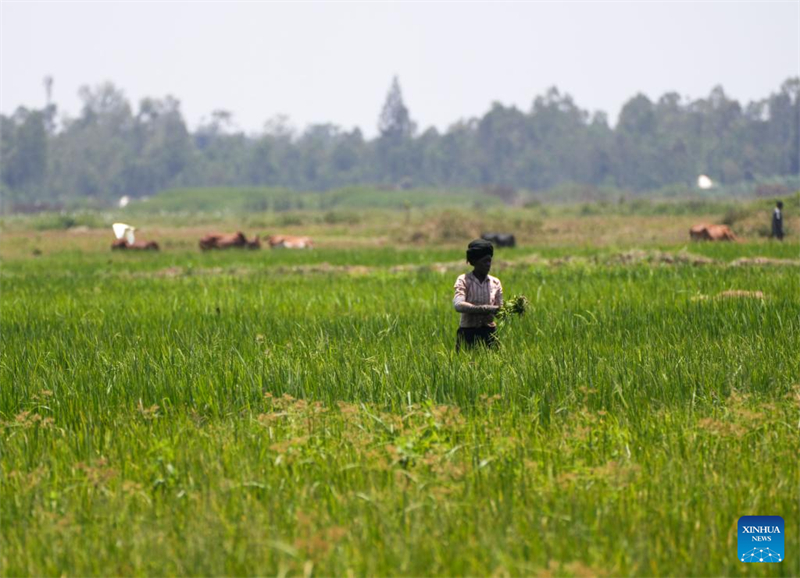 Comment un projet d'irrigation construit par la Chine a transformé les moyens de subsistance des agriculteurs kényans