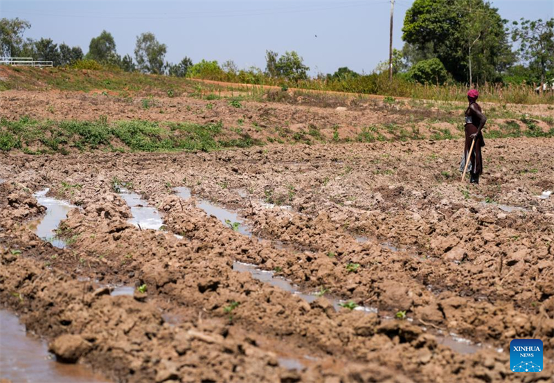 Comment un projet d'irrigation construit par la Chine a transformé les moyens de subsistance des agriculteurs kényans