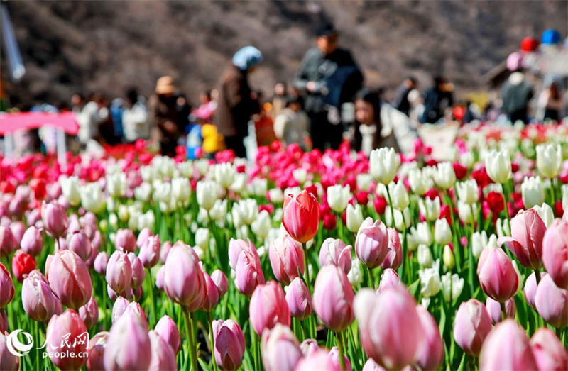 Henan : des millions de tulipes fleurissent et rivalisent de beauté à Xinxiang