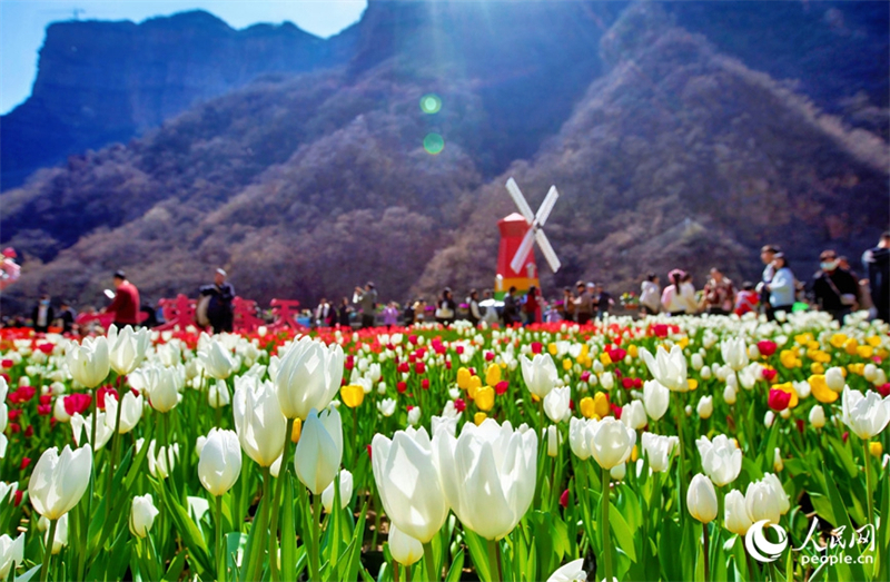Henan : des millions de tulipes fleurissent et rivalisent de beauté à Xinxiang