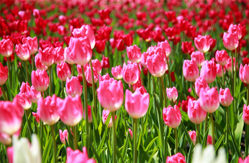 Henan : des millions de tulipes fleurissent et rivalisent de beauté à Xinxiang