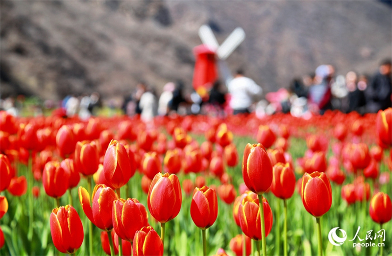 Henan : des millions de tulipes fleurissent et rivalisent de beauté à Xinxiang