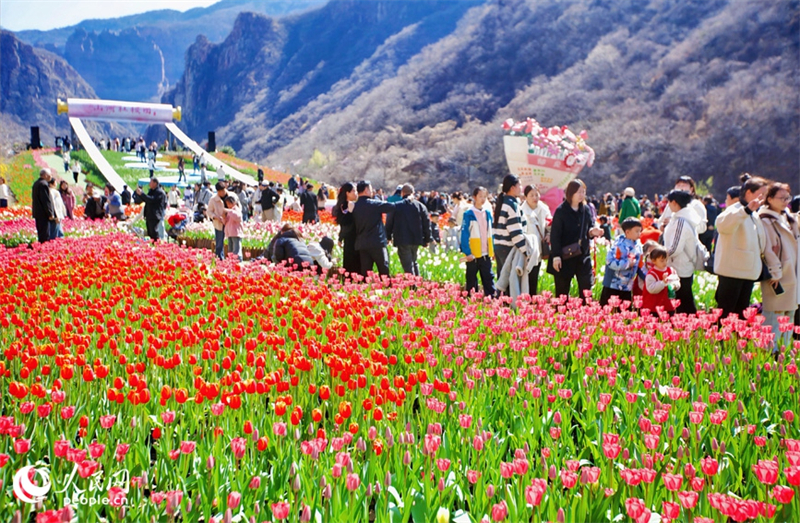 Henan : des millions de tulipes fleurissent et rivalisent de beauté à Xinxiang