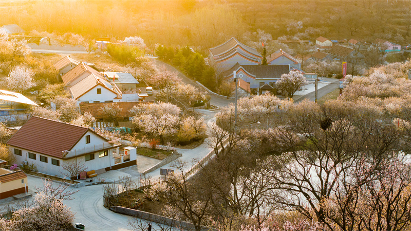 Shandong : les fleurs de cerisier et les fleurs d'abricotier rivalisent de beauté à Qingdao