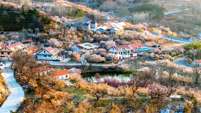 Shandong : les fleurs de cerisier et les fleurs d'abricotier rivalisent de beauté à Qingdao
