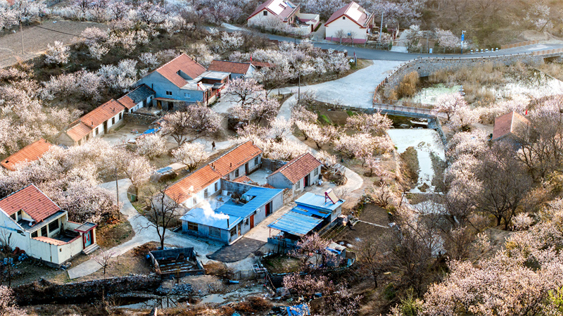 Shandong : les fleurs de cerisier et les fleurs d'abricotier rivalisent de beauté à Qingdao