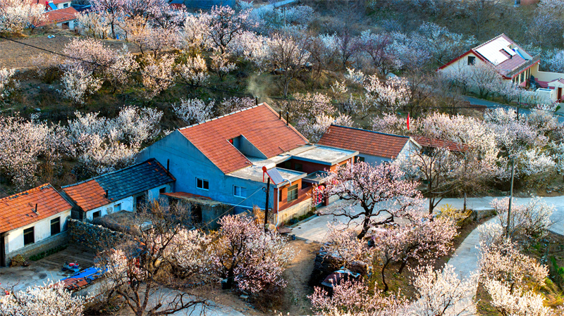 Shandong : les fleurs de cerisier et les fleurs d'abricotier rivalisent de beauté à Qingdao