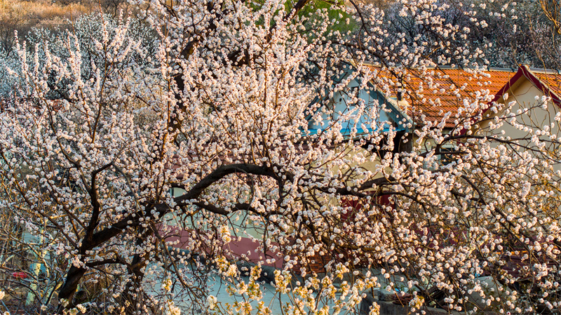 Shandong : les fleurs de cerisier et les fleurs d'abricotier rivalisent de beauté à Qingdao