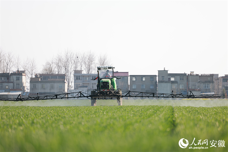 Anhui : Fuyang, ? modèle technologique ? de l'agriculture de printemps