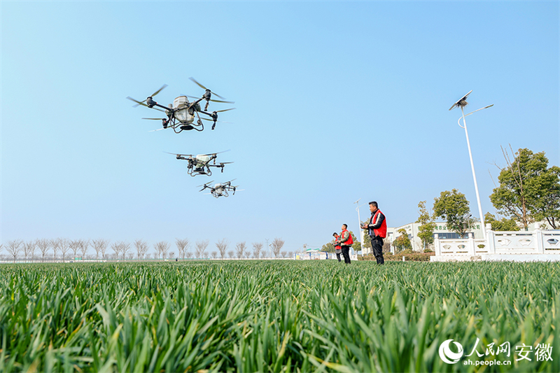 Anhui : Fuyang, ? modèle technologique ? de l'agriculture de printemps