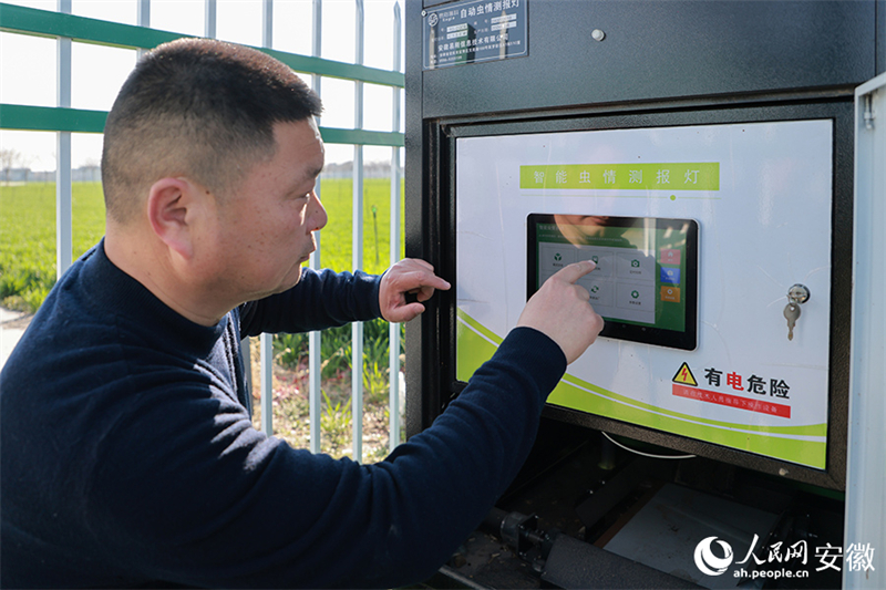 Anhui : Fuyang, ? modèle technologique ? de l'agriculture de printemps