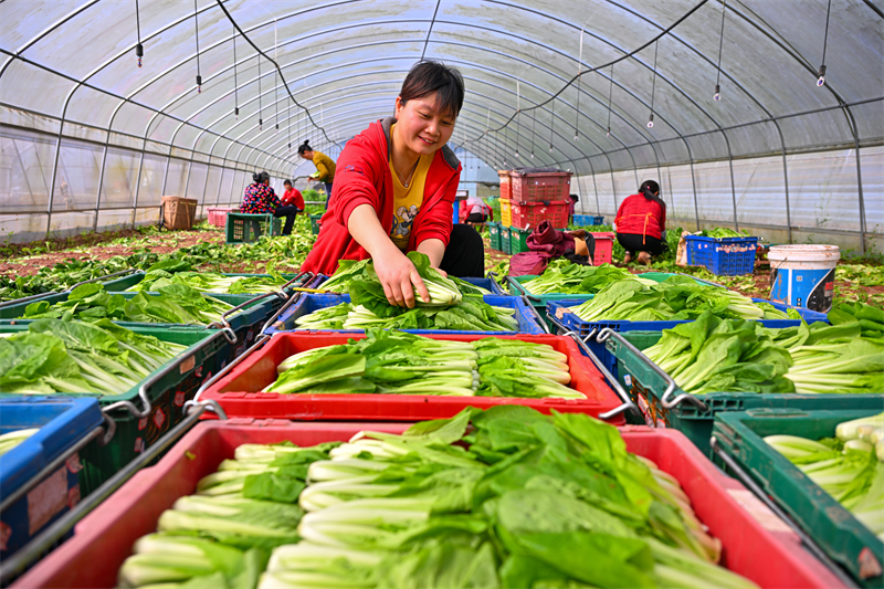 Sichuan : la récolte des légumes à Meishan pour approvisionner le marché