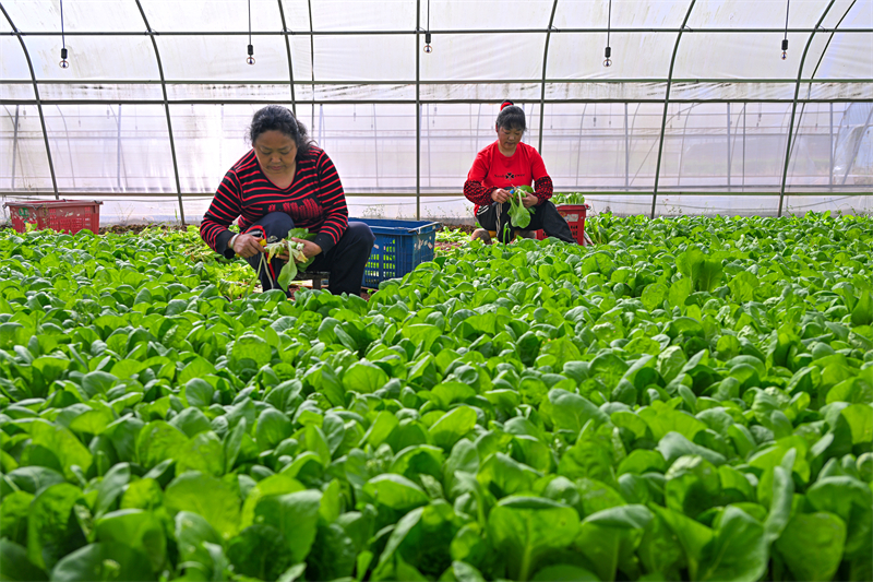 Sichuan : la récolte des légumes à Meishan pour approvisionner le marché