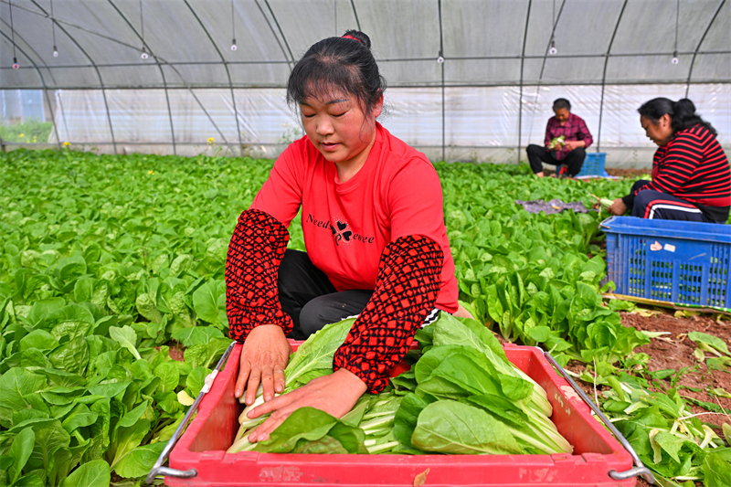 Sichuan : la récolte des légumes à Meishan pour approvisionner le marché