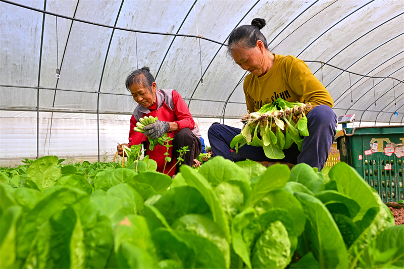 Sichuan : la récolte des légumes à Meishan pour approvisionner le marché