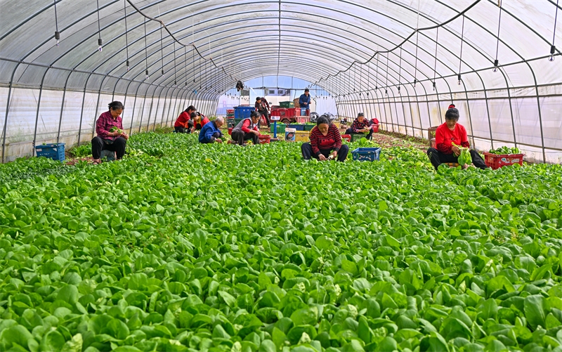Sichuan : la récolte des légumes à Meishan pour approvisionner le marché