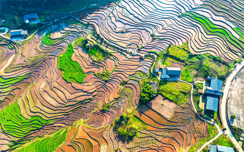 Yunnan : les champs en terrasse en haute montagne et les paysages de printemps pittoresques de Suijiang