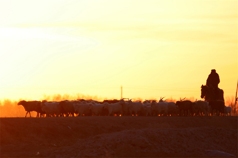 Xinjiang : la transhumance de printemps a commencé à Altay