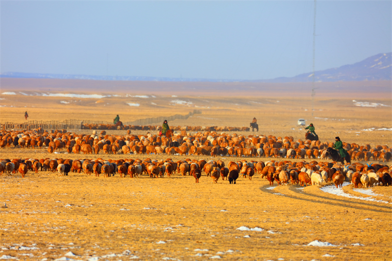 Xinjiang : la transhumance de printemps a commencé à Altay