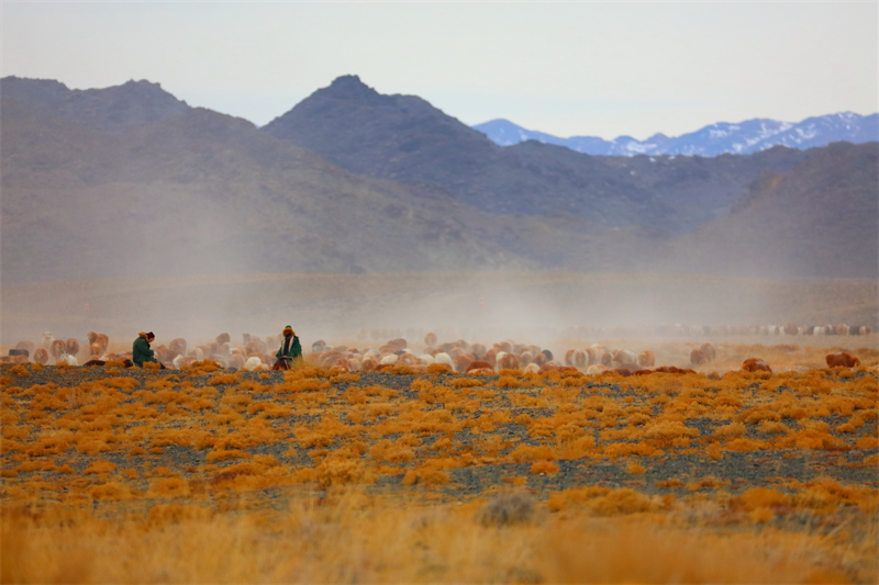 Xinjiang : la transhumance de printemps a commencé à Altay