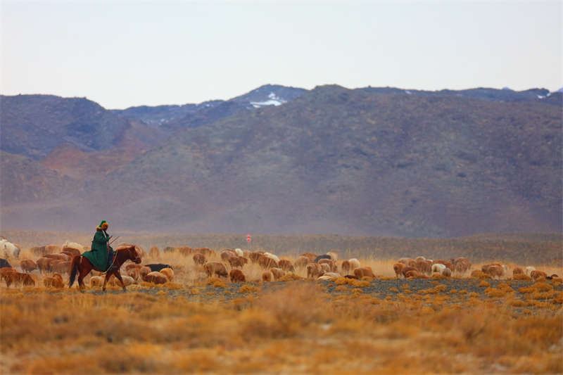Xinjiang : la transhumance de printemps a commencé à Altay