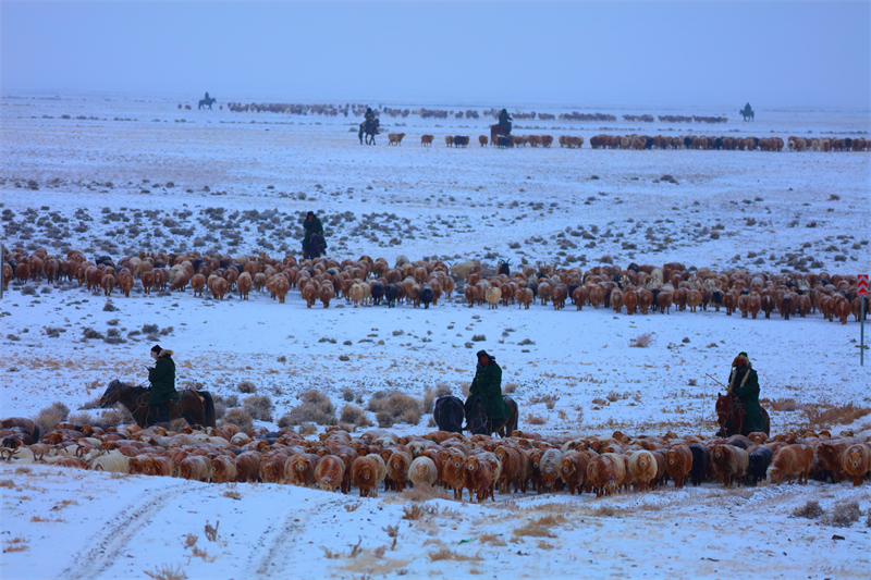 Xinjiang : la transhumance de printemps a commencé à Altay