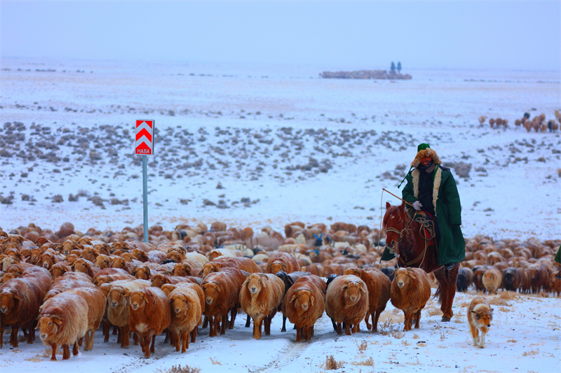 Xinjiang : la transhumance de printemps a commencé à Altay