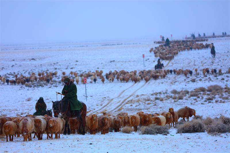Xinjiang : la transhumance de printemps a commencé à Altay