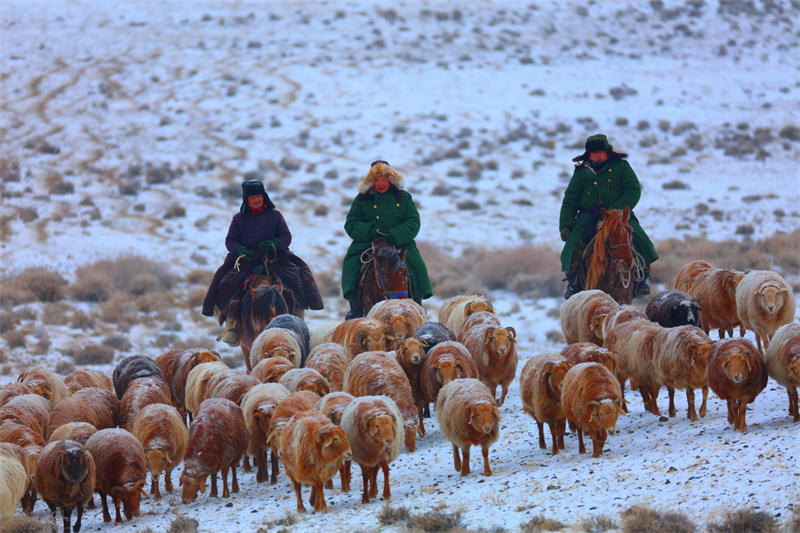 Xinjiang : la transhumance de printemps a commencé à Altay