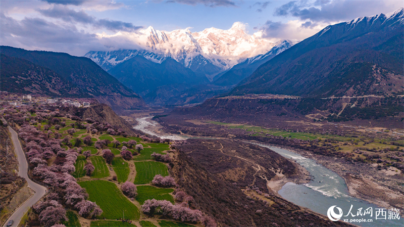 Xizang : la splendeur printanière des pêchers sauvages en fleurs de Linzhi