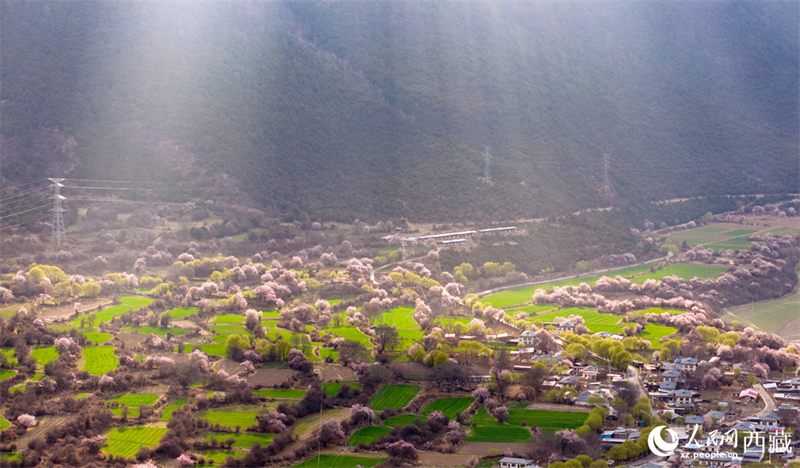 Xizang : la splendeur printanière des pêchers sauvages en fleurs de Linzhi