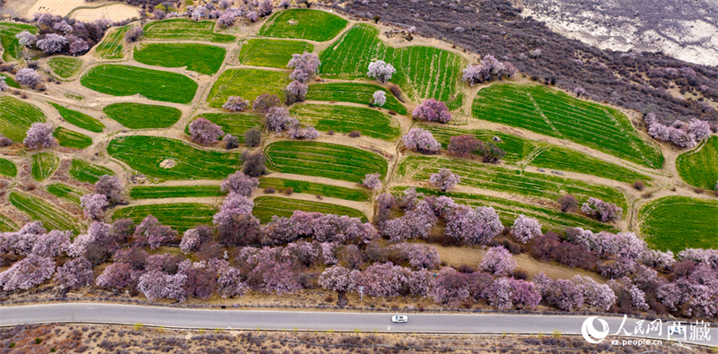 Xizang : la splendeur printanière des pêchers sauvages en fleurs de Linzhi