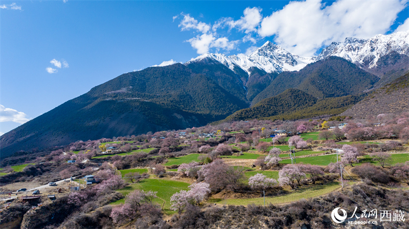 Xizang : la splendeur printanière des pêchers sauvages en fleurs de Linzhi